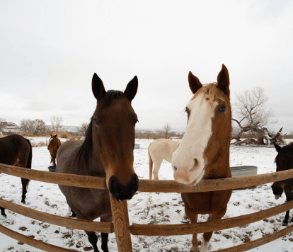 Is Your Horse Bored of Your Riding Routine?