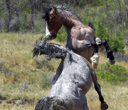 Free Youth Course on the Language of Horses